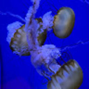 Meet your Posher, Amaya